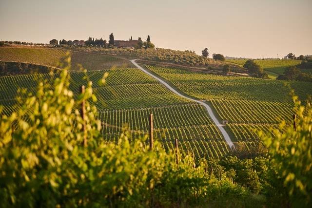 Vineyard